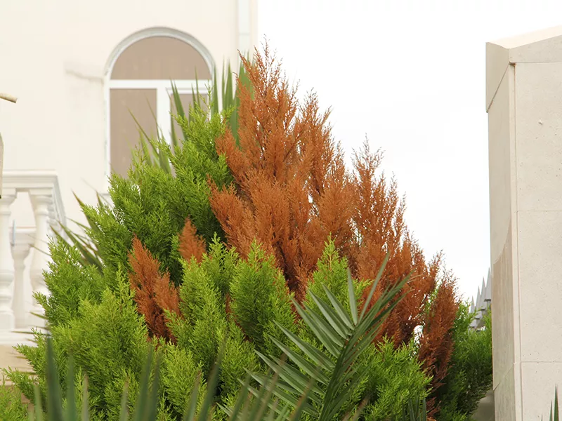 . Гостевой дом "Маретель". Адлер