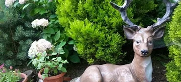 Частный сектор "Райский уголок" - Хоста