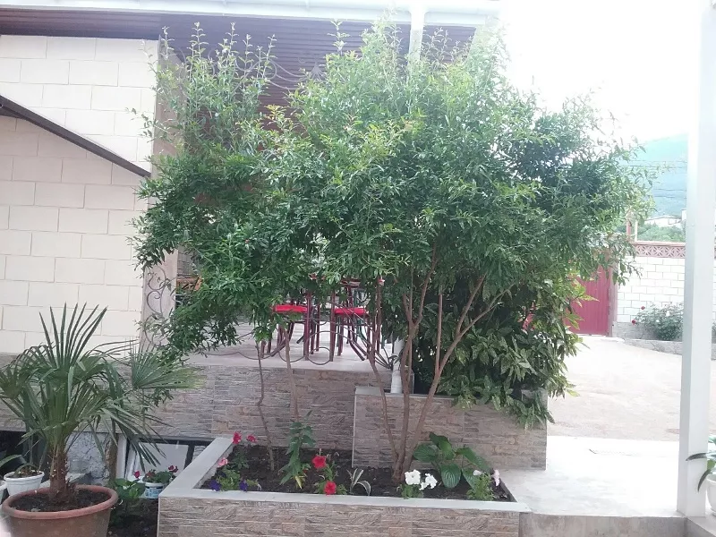 . Гостевой дом Айше. Ялта