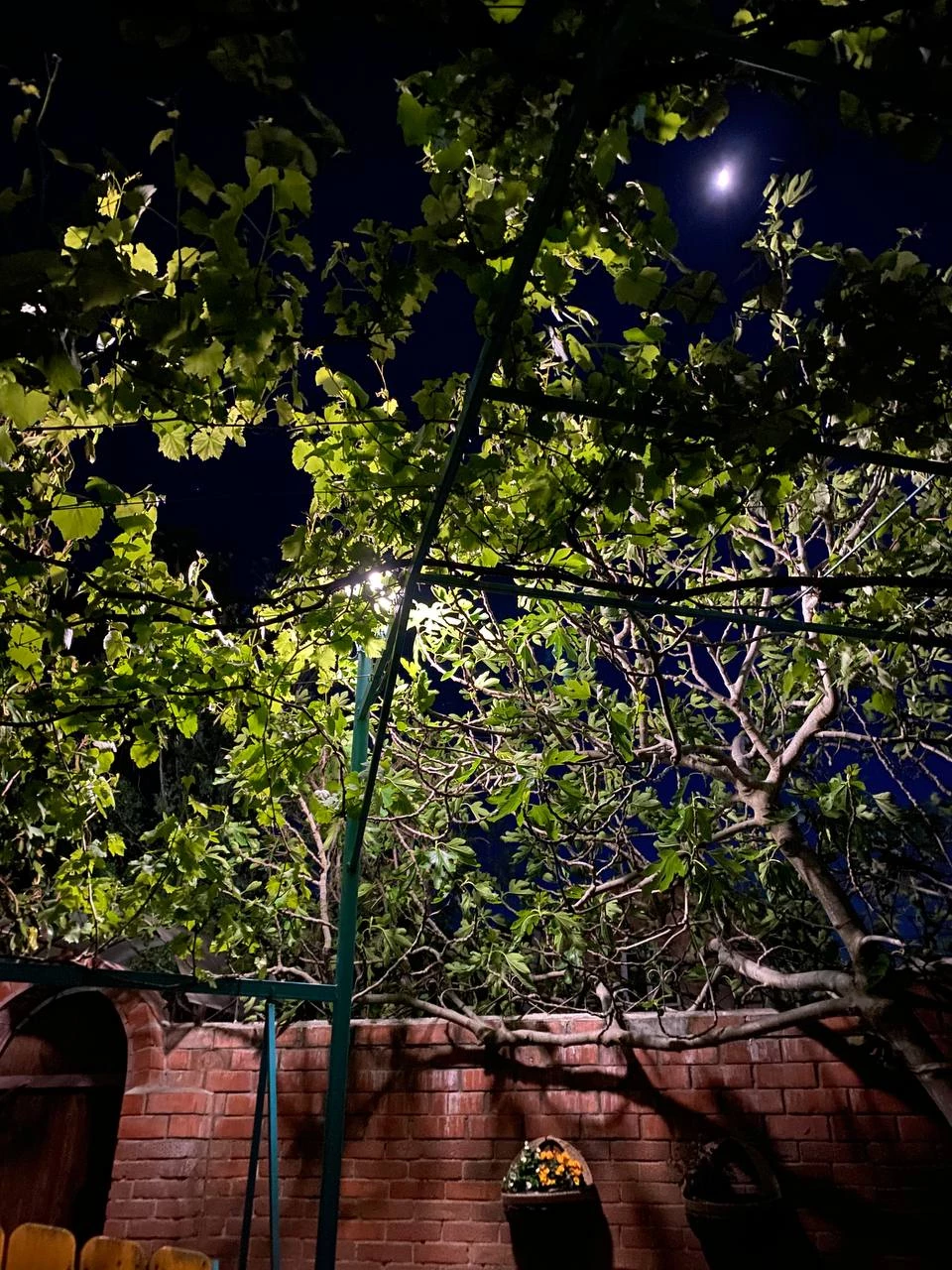 . Гостевой дом "Инжир". Новомихайловский