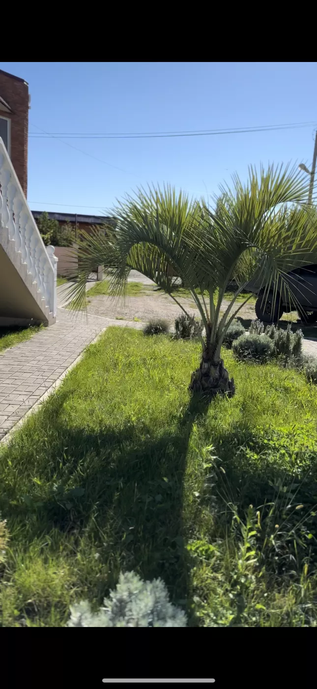 . Гостиница «Язон». Пицунда . Гостиница «Язон». Пицунда