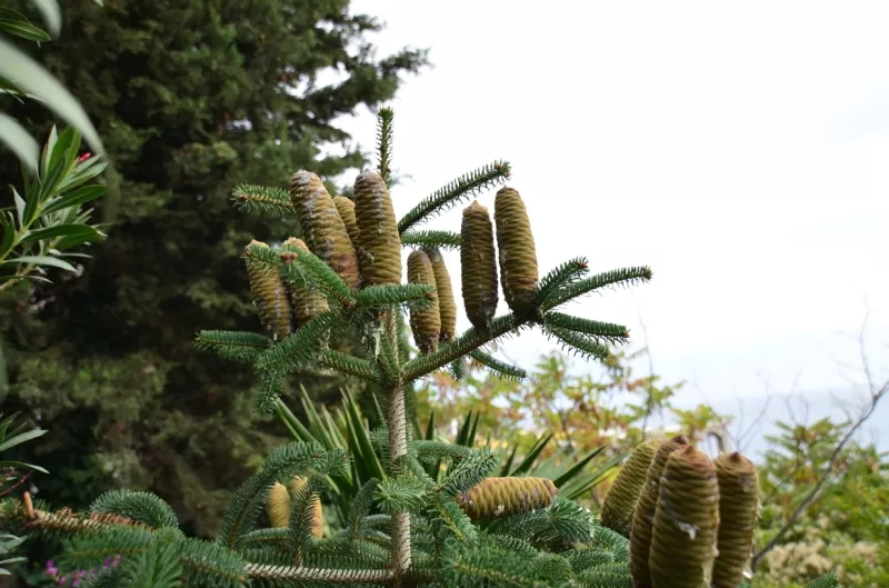 . Пансионат "Вилла-Луиза". Рыбачье