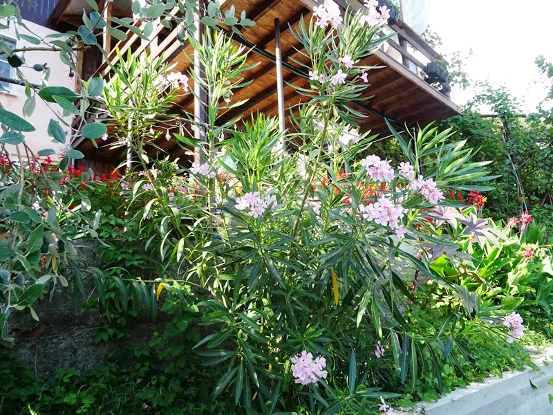 . Гостевой дом "У Рузанны" - Макопсе. Макопсе