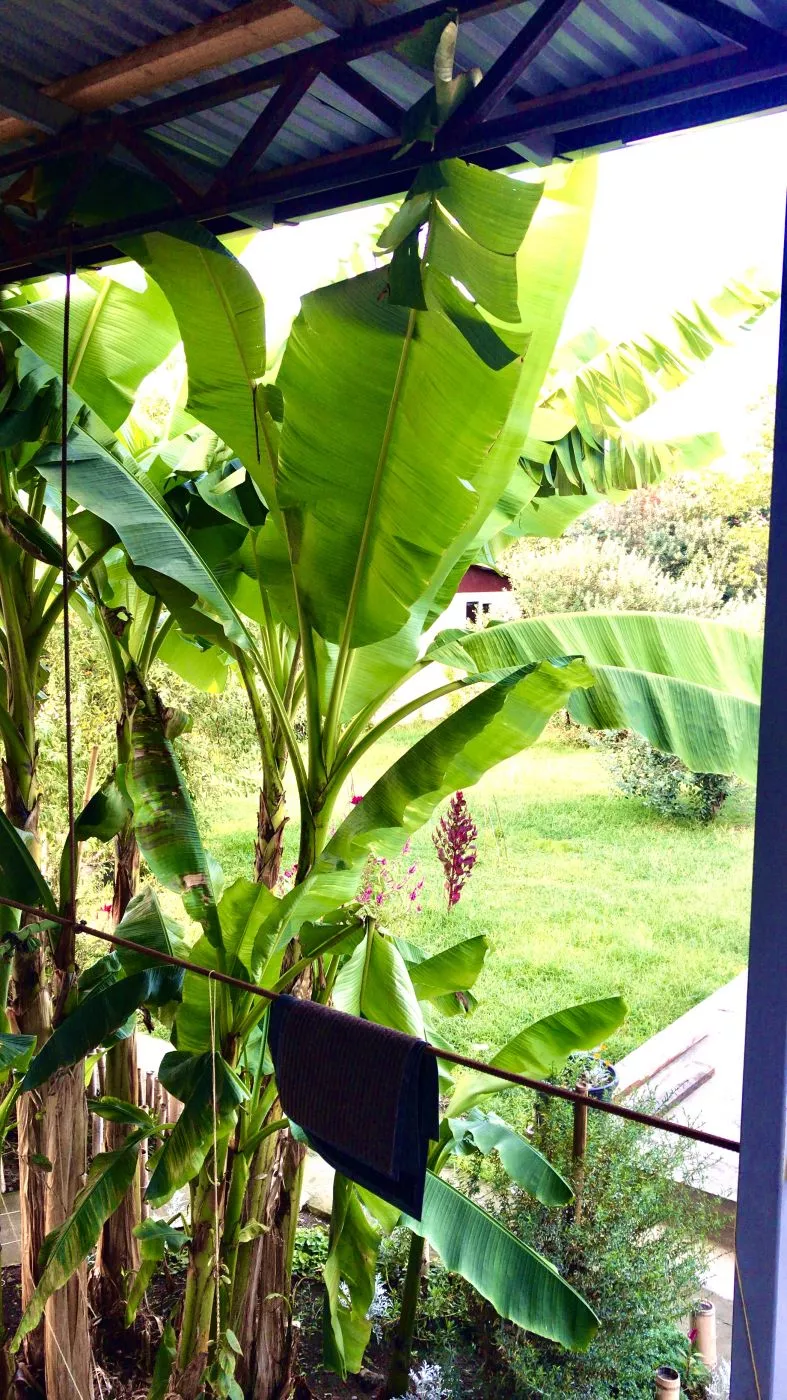 . Гостевой дом "Оазис". Сухум