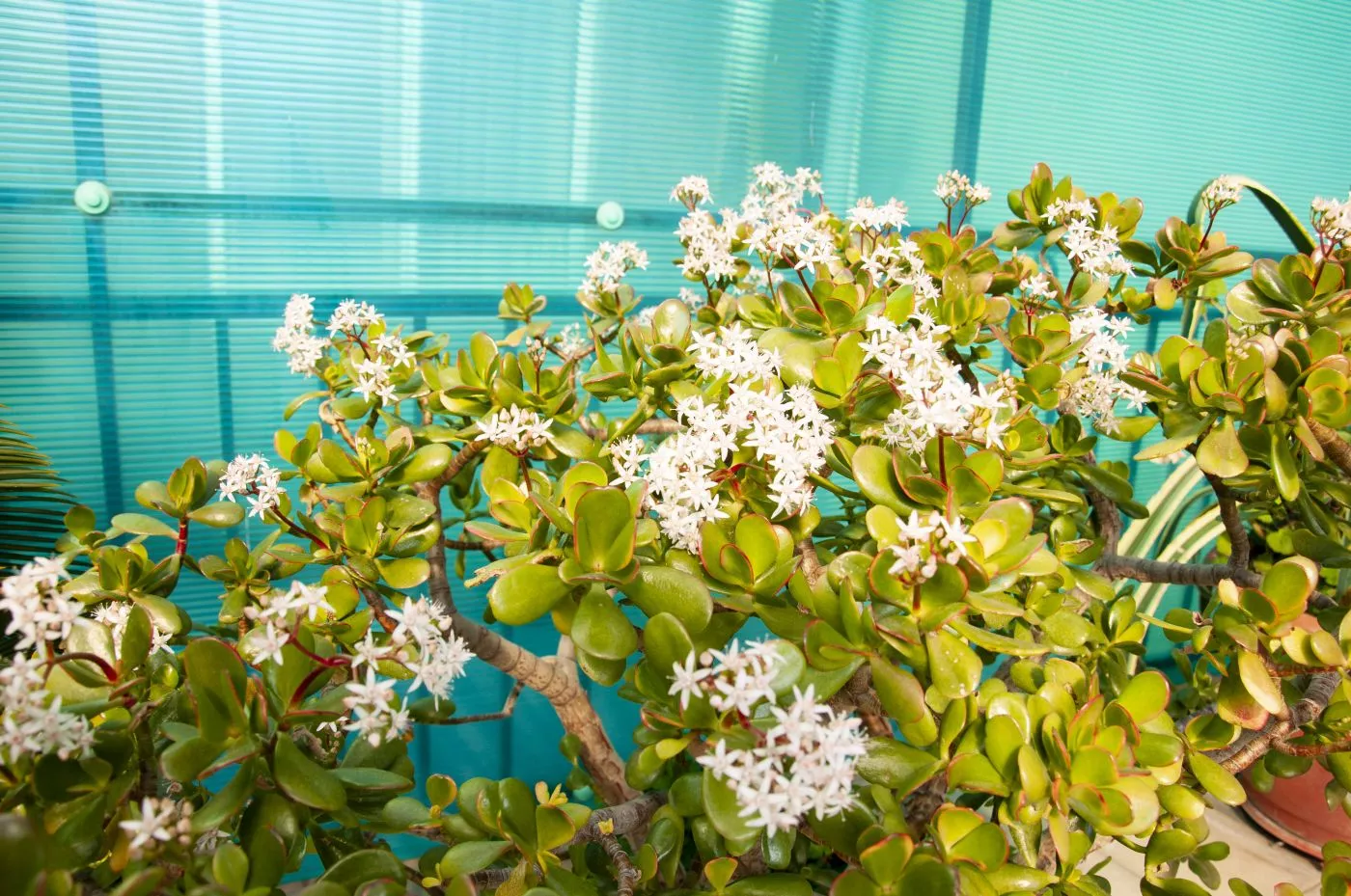 . Гостевой дом Светлана. Сочи