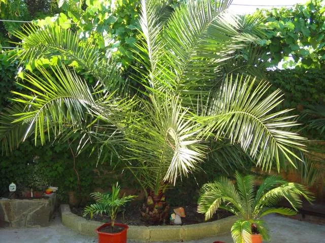 . Гостевой дом «Семейный очаг». Вардане