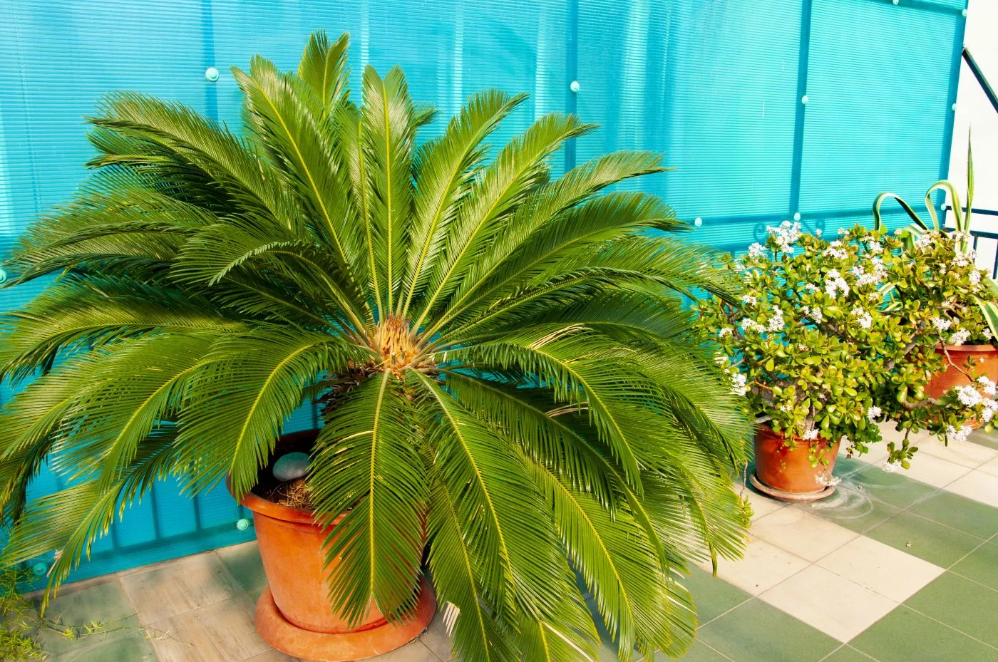 . Гостевой дом Светлана. Сочи