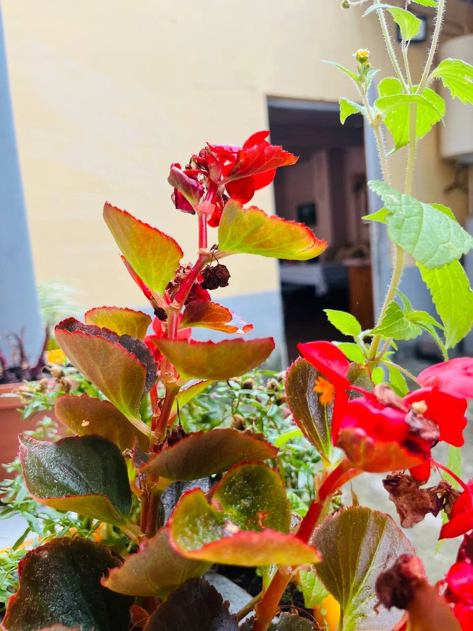 . Отель "Гермес" . Вардане