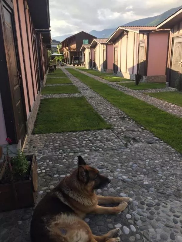 . Гостевой дом Gelios. Гагра