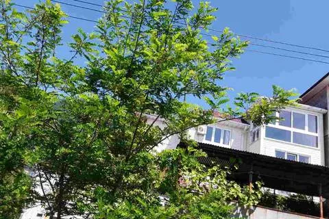 3-х местный номер с видом на море. Гостевой дом «0 метров до моря». Гагра