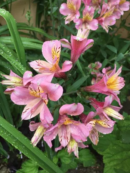 . Гостевой дом "Виолетта". Сочи