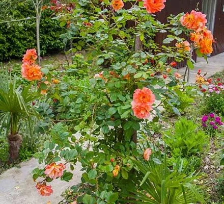 . Частный сектор "У Артема". Пицунда