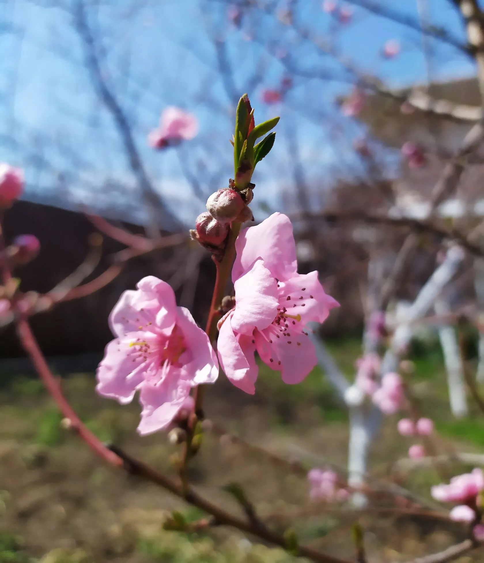 . Гостевой дом МОРЕ. Витязево
