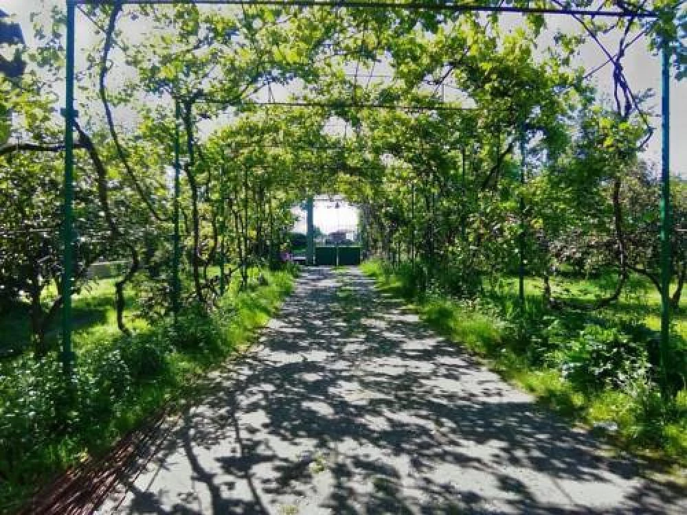 . Гостевой дом ODYSSEY . Пицунда