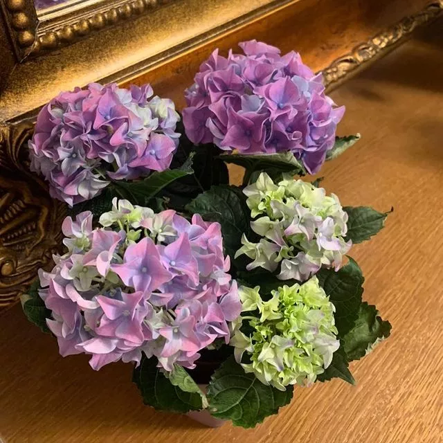 . Отель КАВКАЗ. Гостиницы и отели Лазаревского