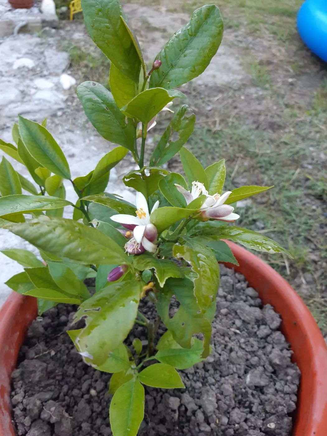 . Частный сектор "Голубая дача" . Лазаревское