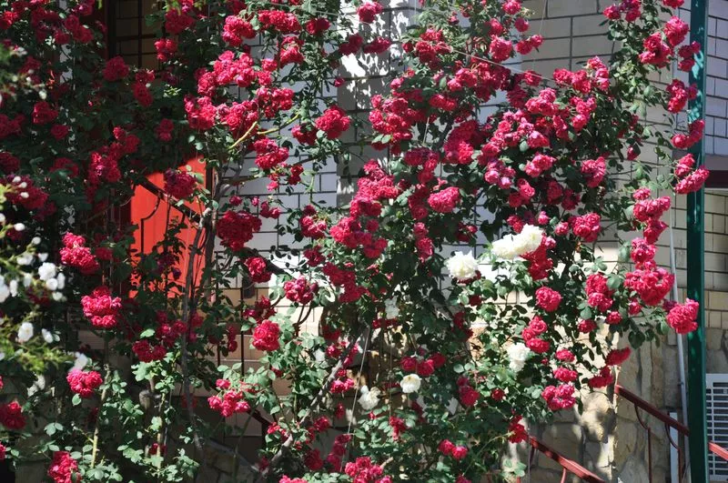 . Гостевой дом "Семейный отдых" - Витязево. Витязево