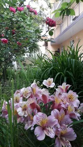 . Гостевой дом Крокус. Лазаревское