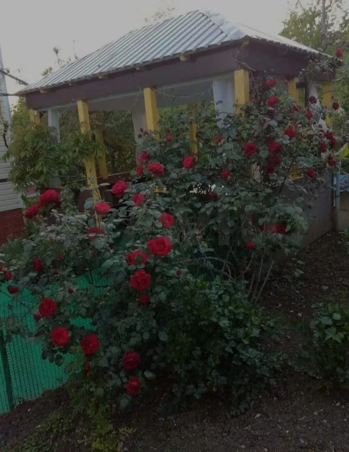 . Гостевой дом "Ласточка" - Лоо. Лоо