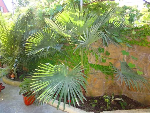 . Гостевой дом «Семейный очаг». Вардане