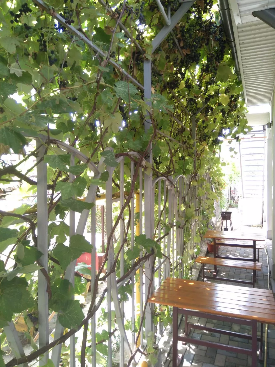 . Гостевой дом "Аватар". Геленджик