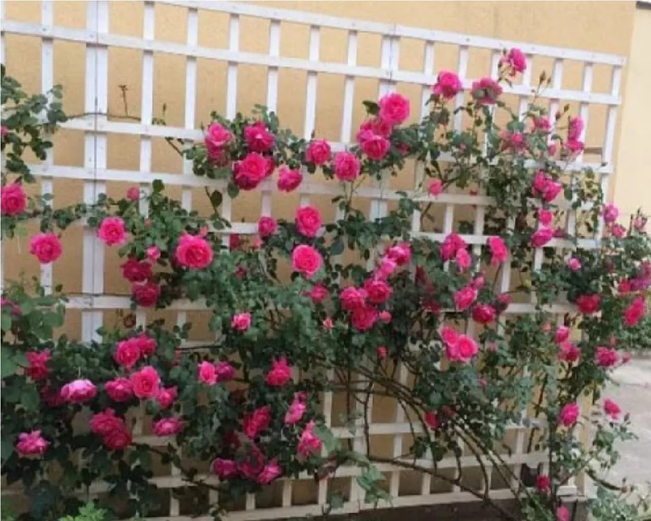 . Гостевой дом Гостевой двор. Цандрипш