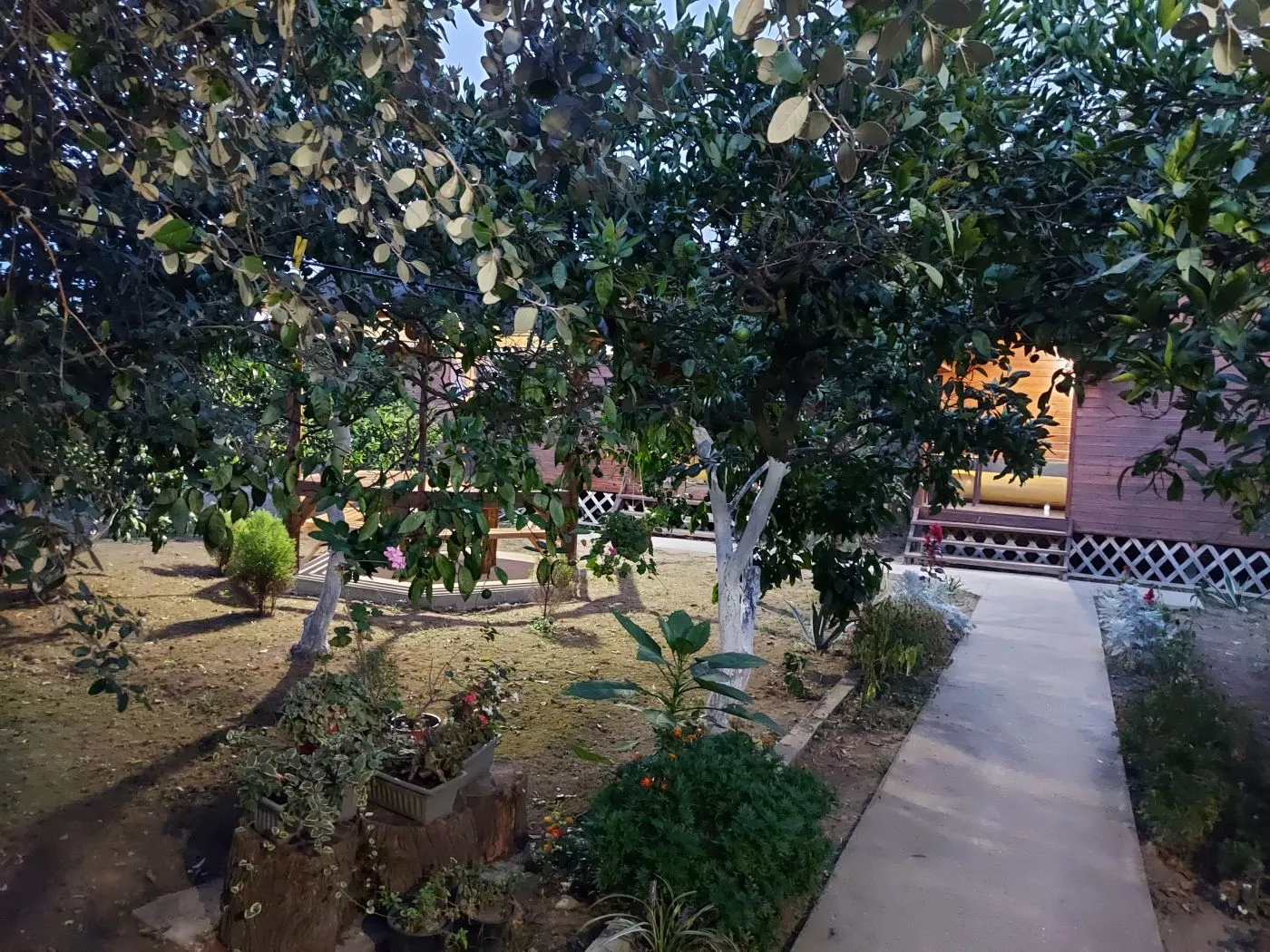 . Гостевой дом КАМЕЛИЯ. Пицунда