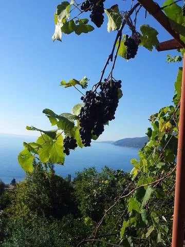 . Гостевой дом «0 метров до моря». Гагра