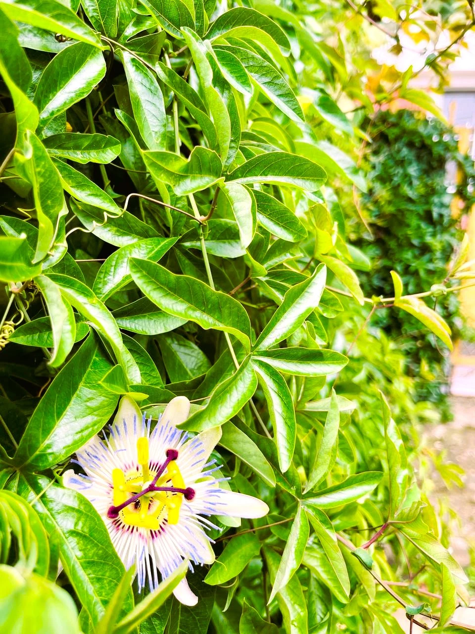 . Отель "Гермес" . Вардане