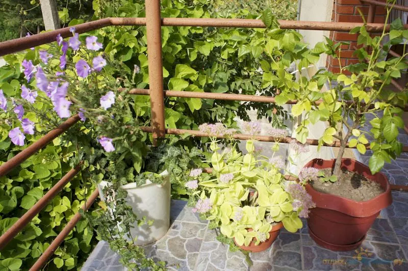 . Гостевой дом "Людмила" - Архипо-Осиповка. Архипо-Осиповка . Гостевой дом "Людмила" - Архипо-Осиповка. Архипо-Осиповка