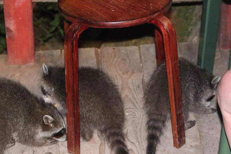 . Гостевой комплекс “Дубрава”. Лазаревское