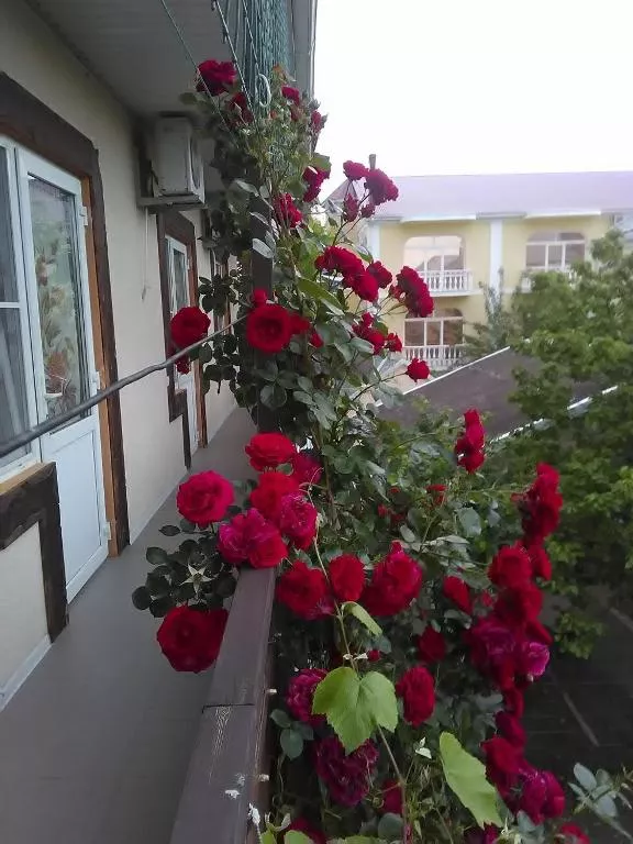 . Гостевой дом Связь Времён. Кабардинка