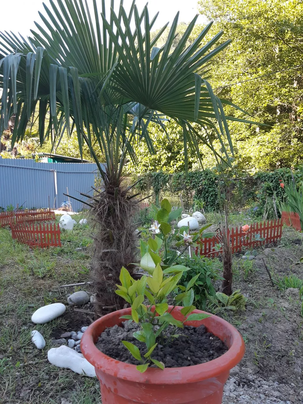 . Частный сектор "Голубая дача" . Лазаревское