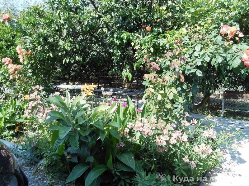 . Частный сектор «У Ануш». Пицунда