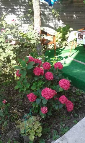 . Гостевой дом Крокус. Лазаревское