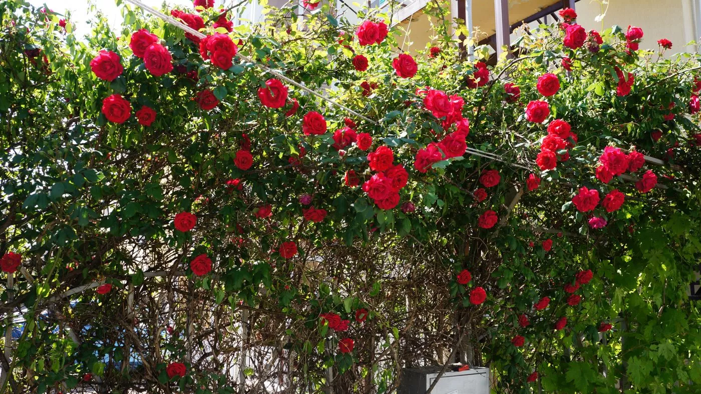 . Гостевой дом "Аватар". Геленджик