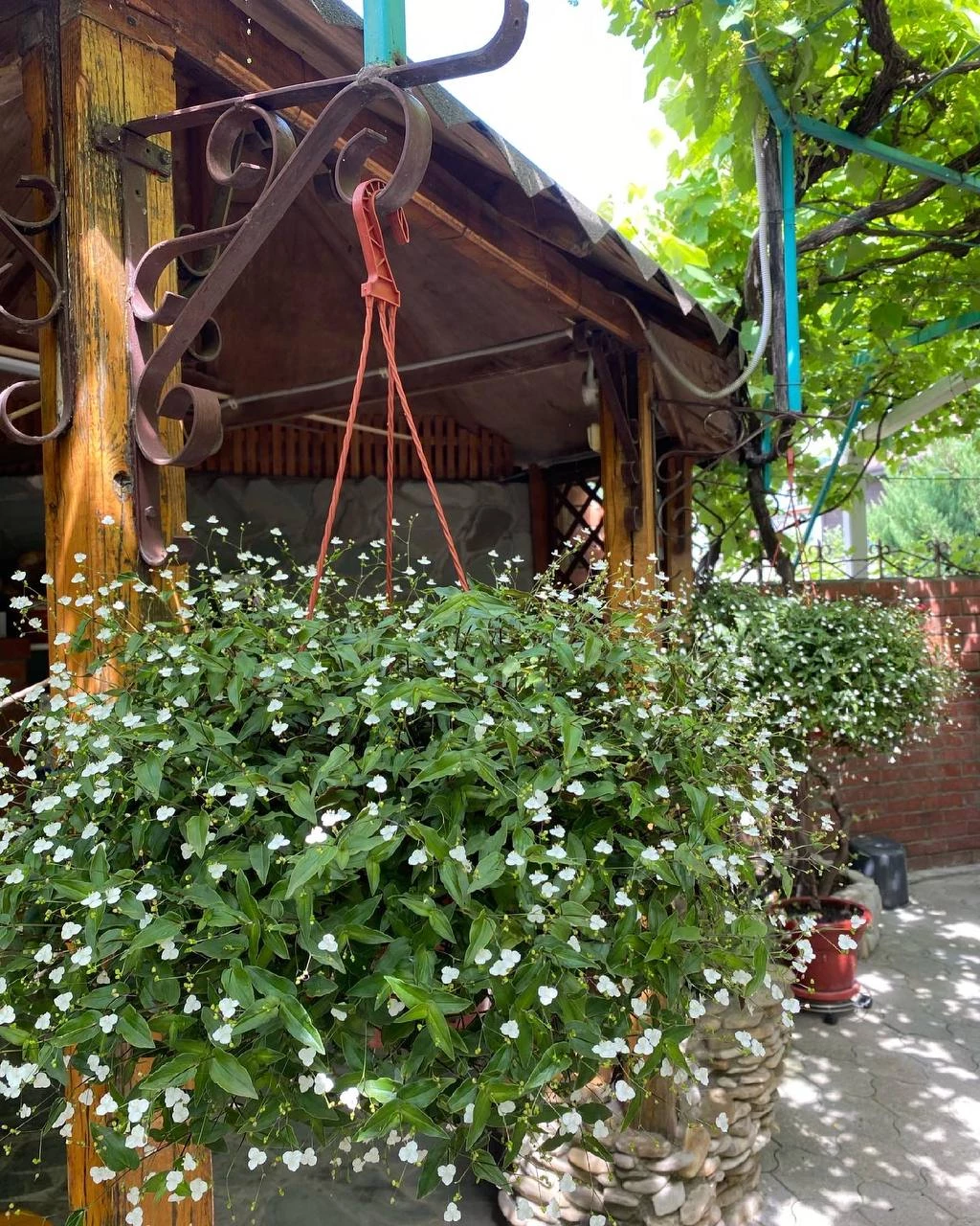 . Гостевой дом "Инжир". Новомихайловский