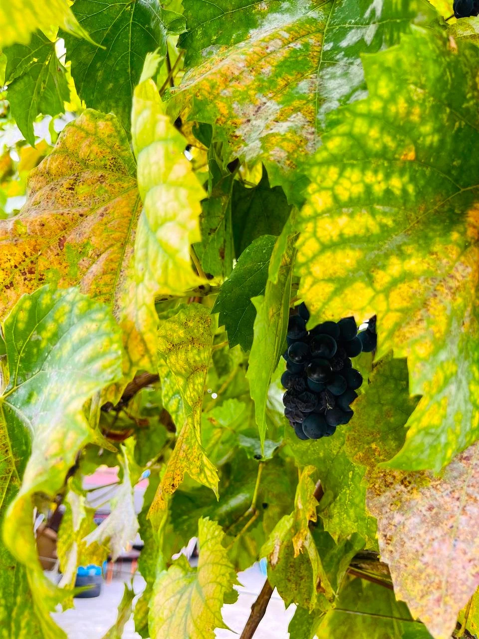 . Отель "Гермес" . Вардане