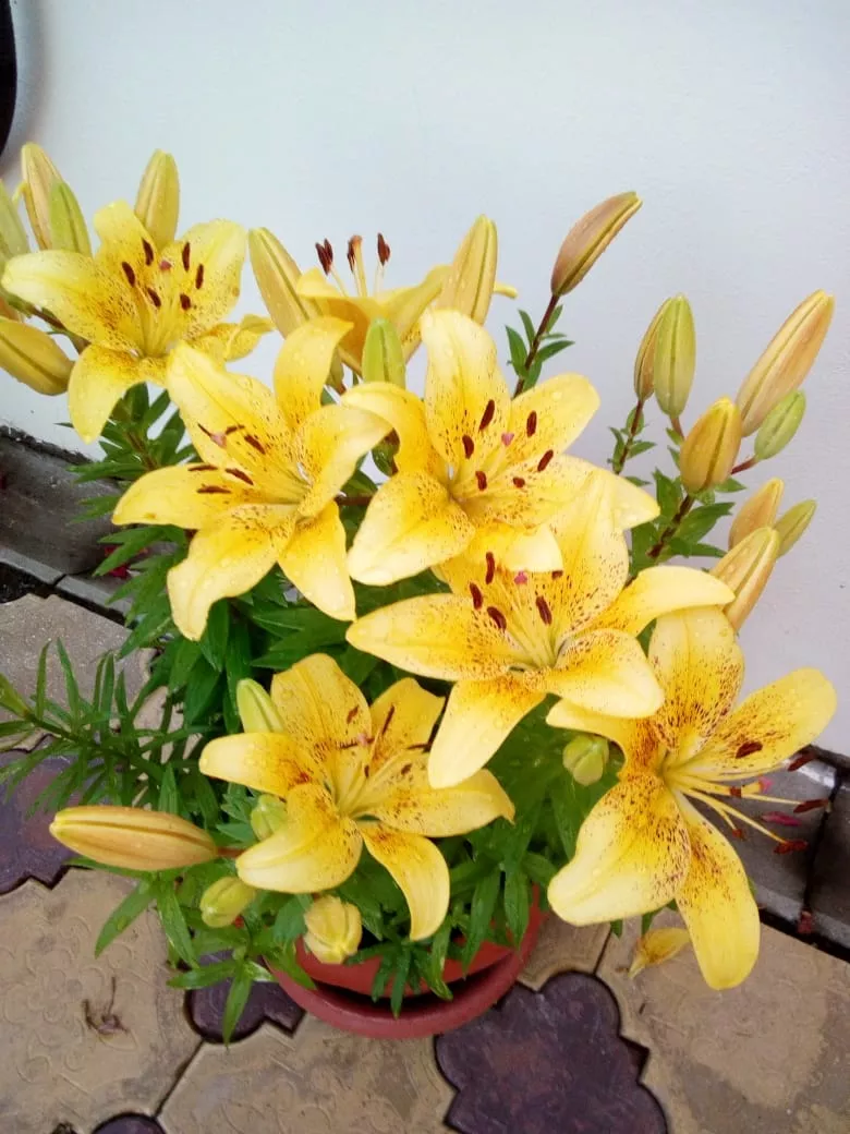 . Гостевой дом "Радушный". Лазаревское