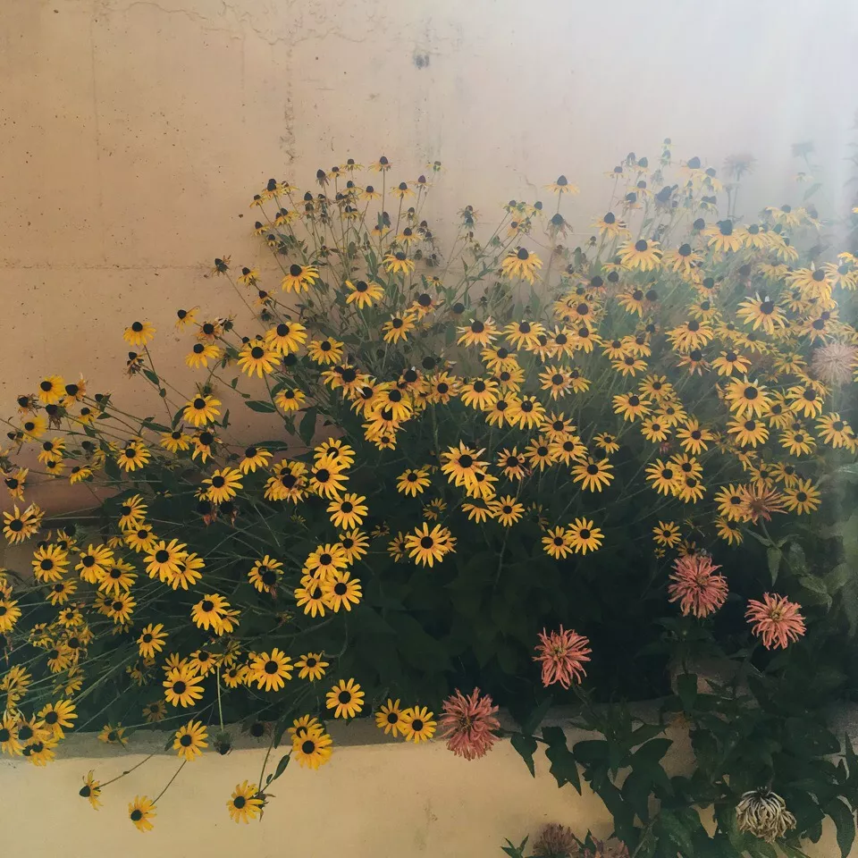 . Гостевой дом "Виолетта". Сочи