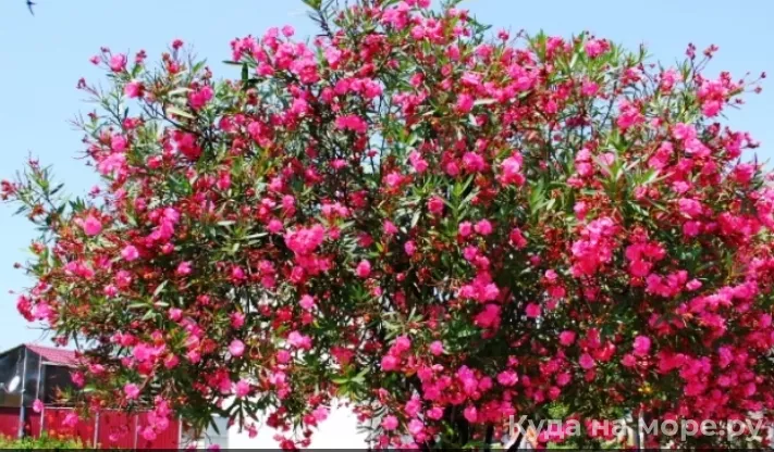 . Гостевой дом «У Руслана и Джульетты». Пицунда