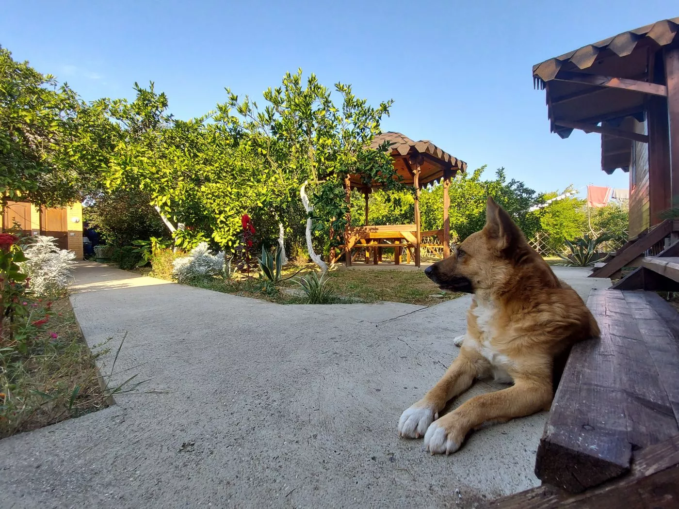 . Гостевой дом КАМЕЛИЯ. Пицунда