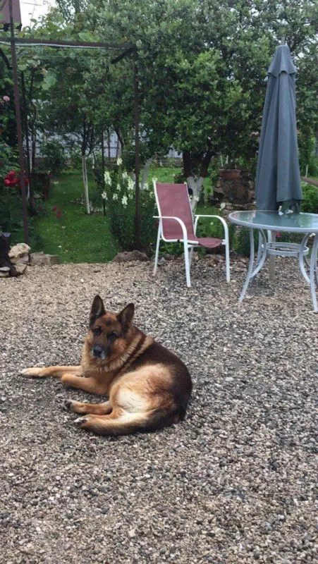 . Гостевой дом Gelios. Гагра