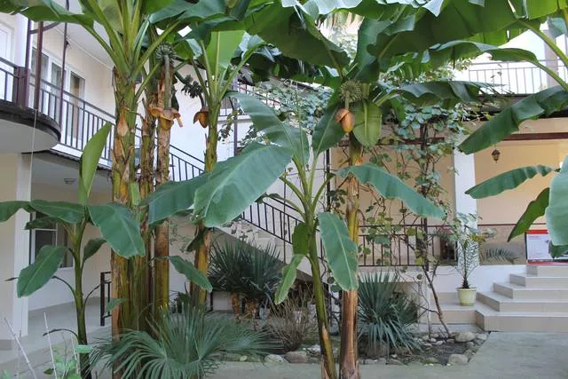 . Гостевой дом "У Александра" . Лазаревское . Гостевой дом "У Александра" . Лазаревское