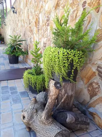 . Гостевой дом 《 Замок Рауля 》. Лермонтово . Гостевой дом 《 Замок Рауля 》. Лермонтово