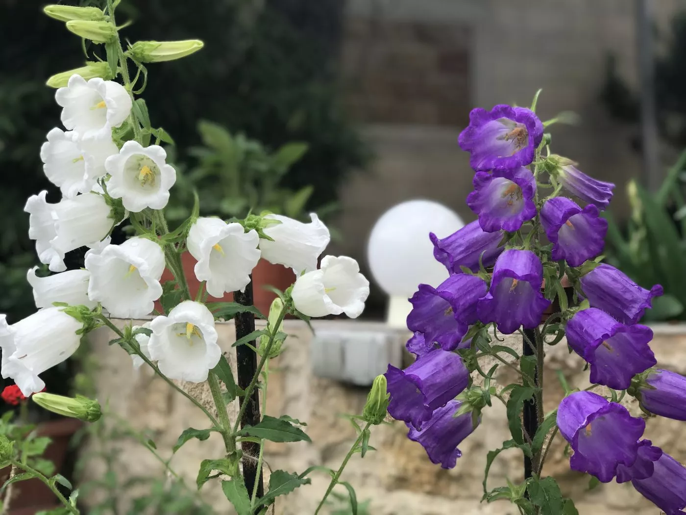 . Гостевой дом "Виктория". Лазаревское