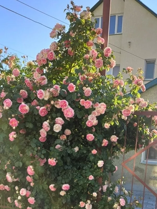 . Частный сектор " В парке ". Севастополь