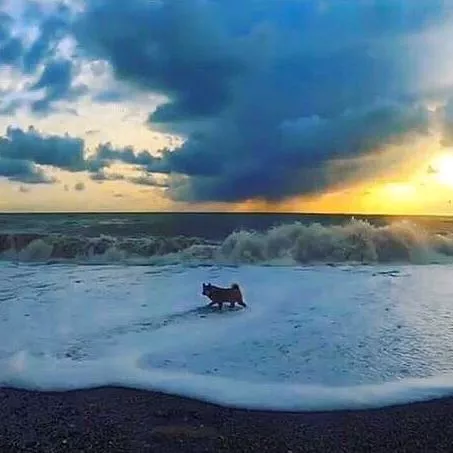 . Отель КАВКАЗ. Гостиницы и отели Лазаревского