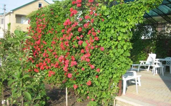 . Частный сектор "Цветущий сад". Сукко