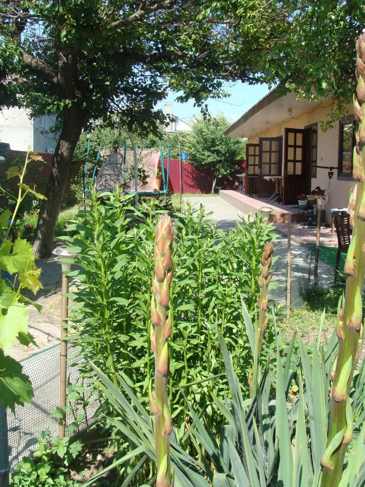 . Гостевой дом SunnyHouse. Витязево